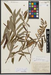 Foto von Salix triandra subsp. amygdalina (L.) Schübl. & G. Martens